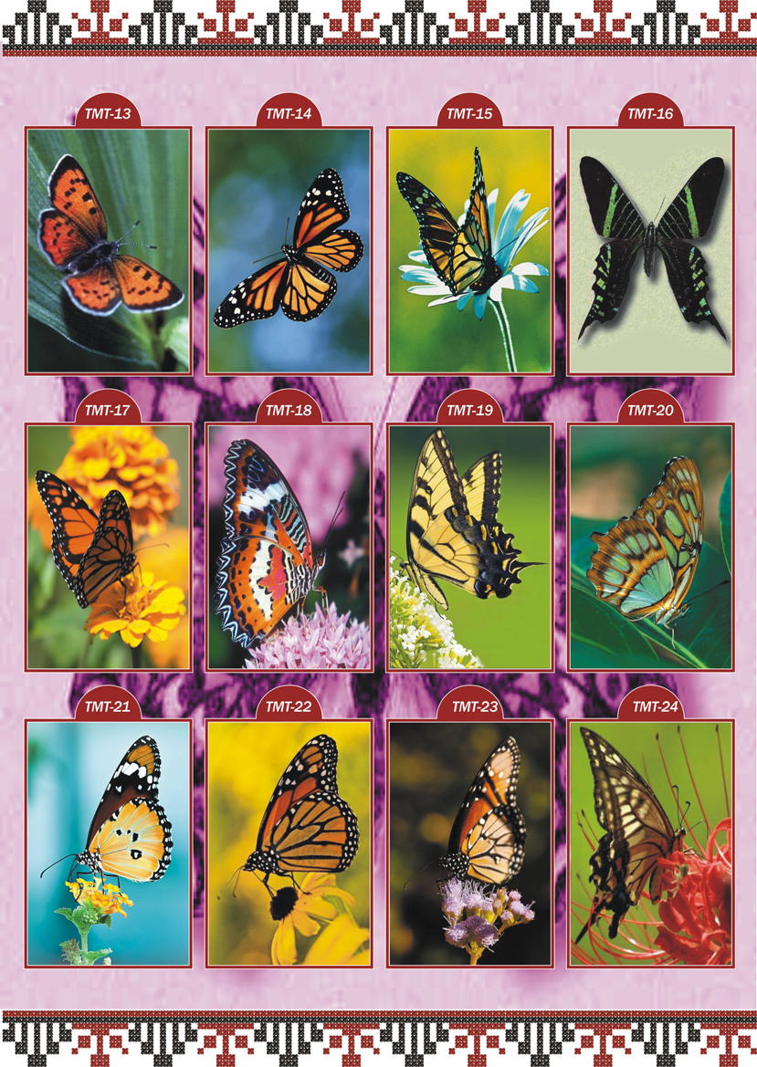 Каталог ескізів Тварини Метелики ТМТ 2
